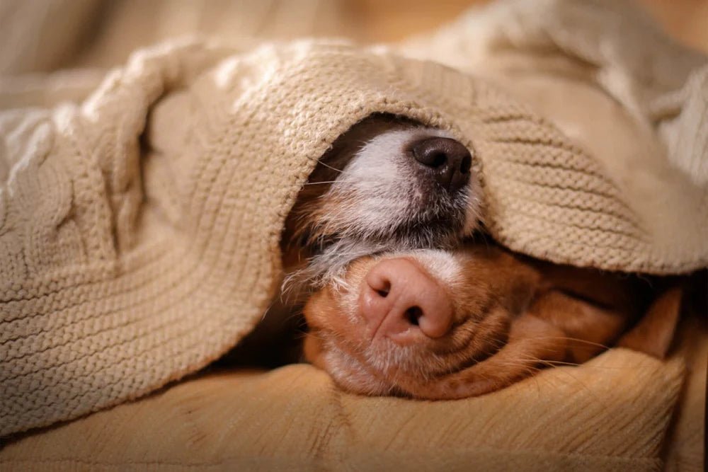 Caring for Your Dog During a Cold Symptoms Causes and Natural Remed