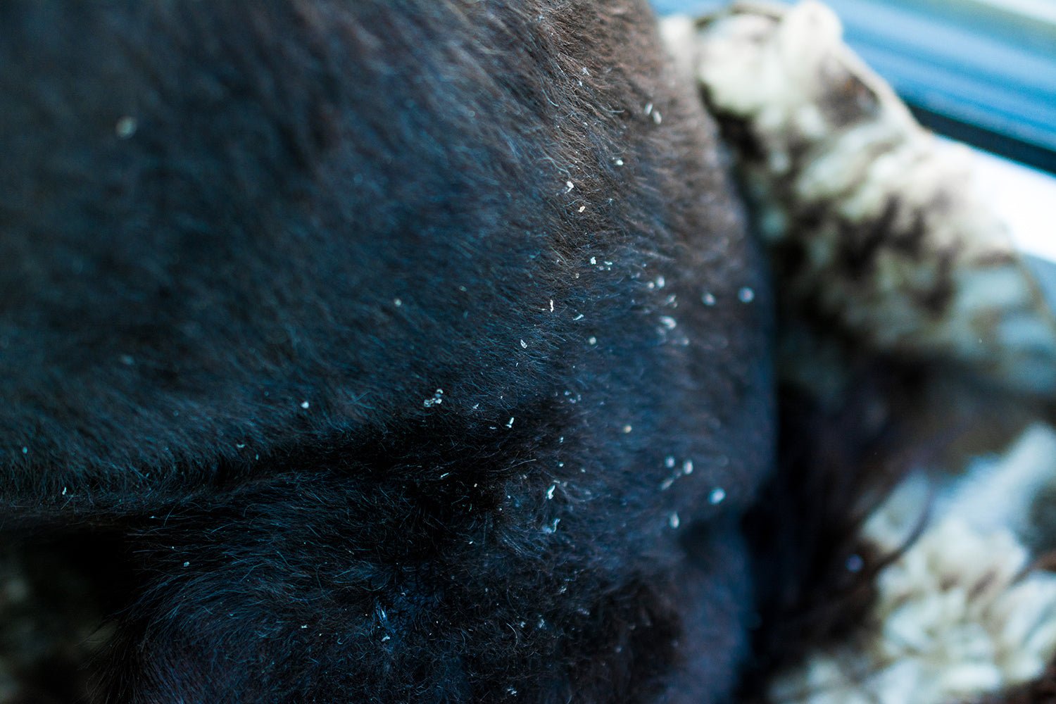 My dog has dandruff causes and treatment