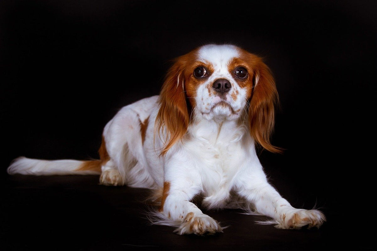 do cavalier king charles spaniels bark a lot