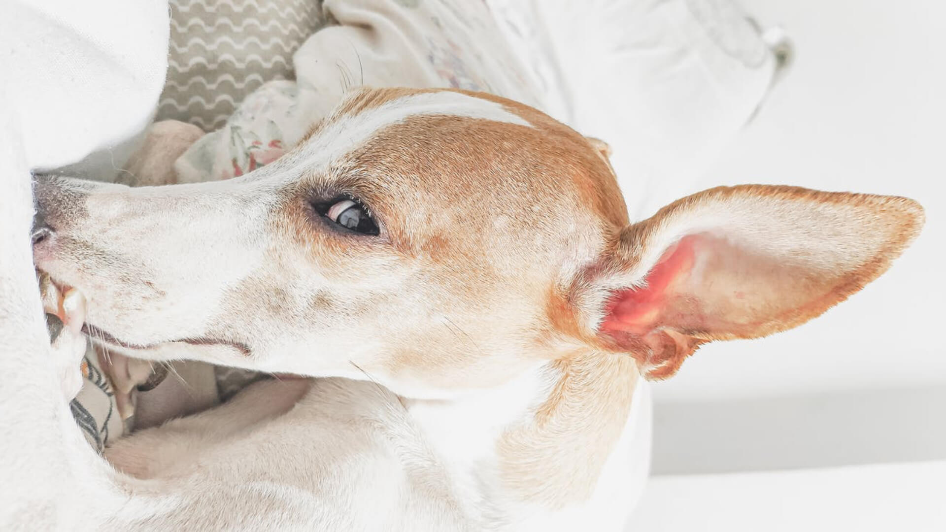 Guide to your pet s ears How to get rid of ear mites