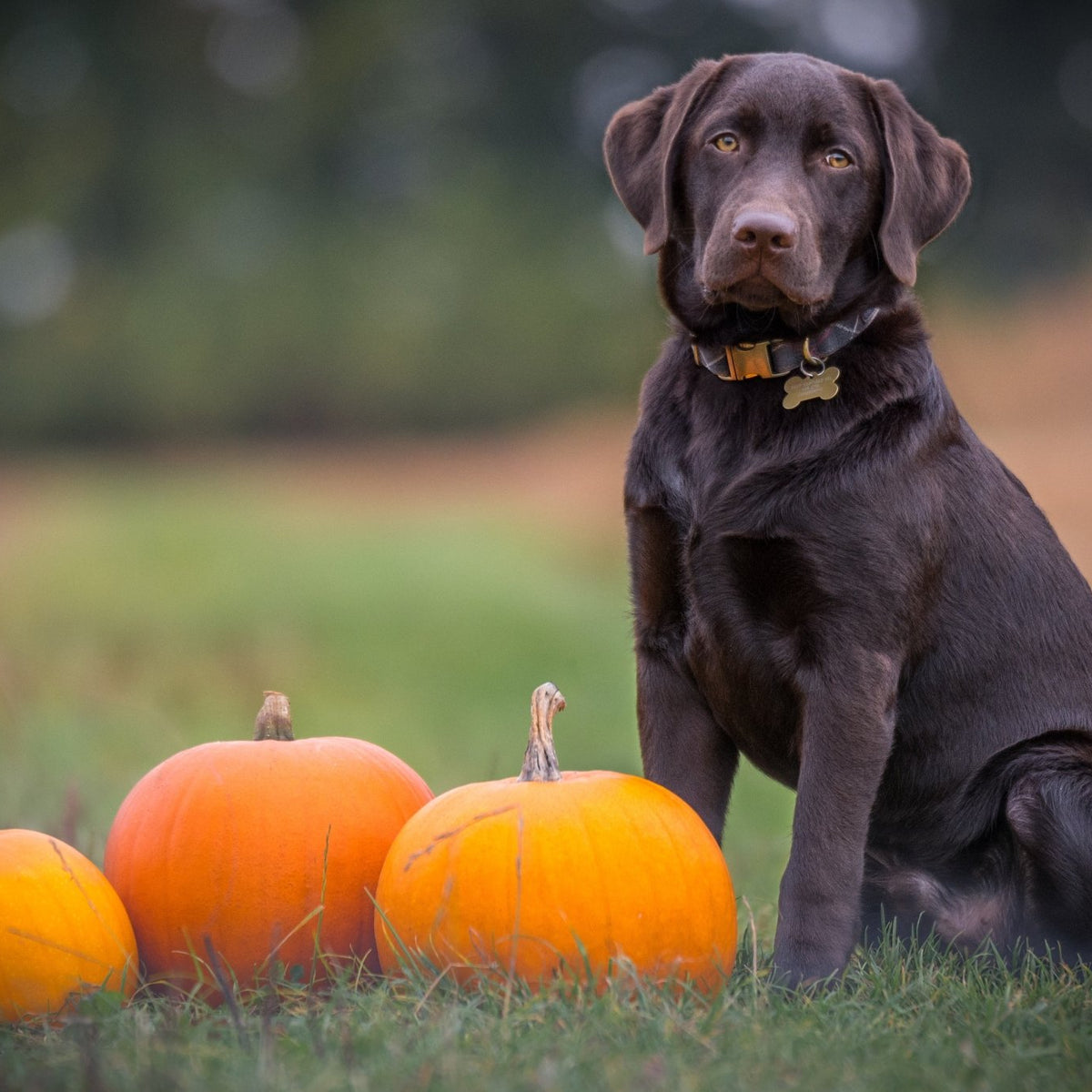 Harnessing the Power of Pumpkin A Treat for Dogs All Year Round