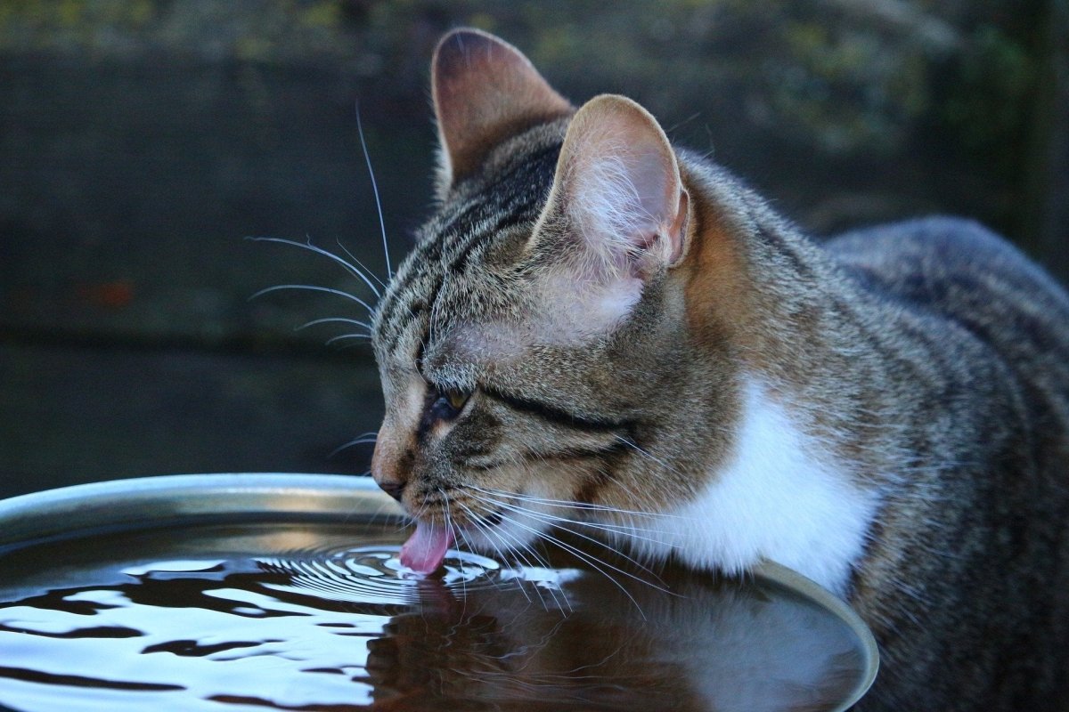 How To Help Your Cat Feel Comfortable in the Summer Heat! - AniForte UK