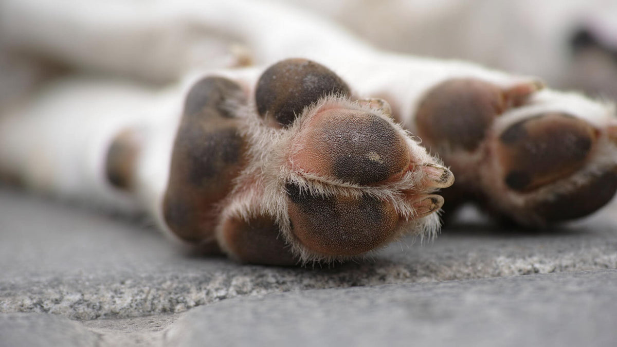 Paws things you should know about dog paws