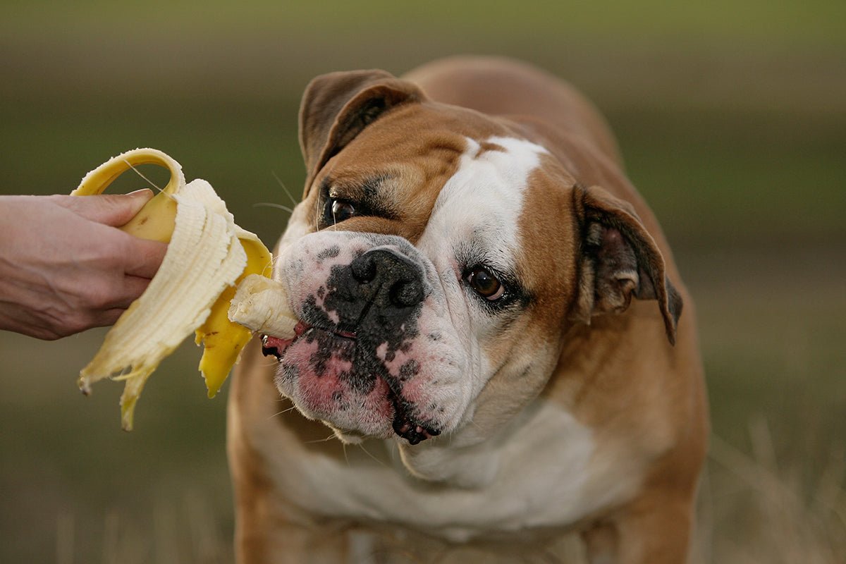 Should Dogs Eat Bananas