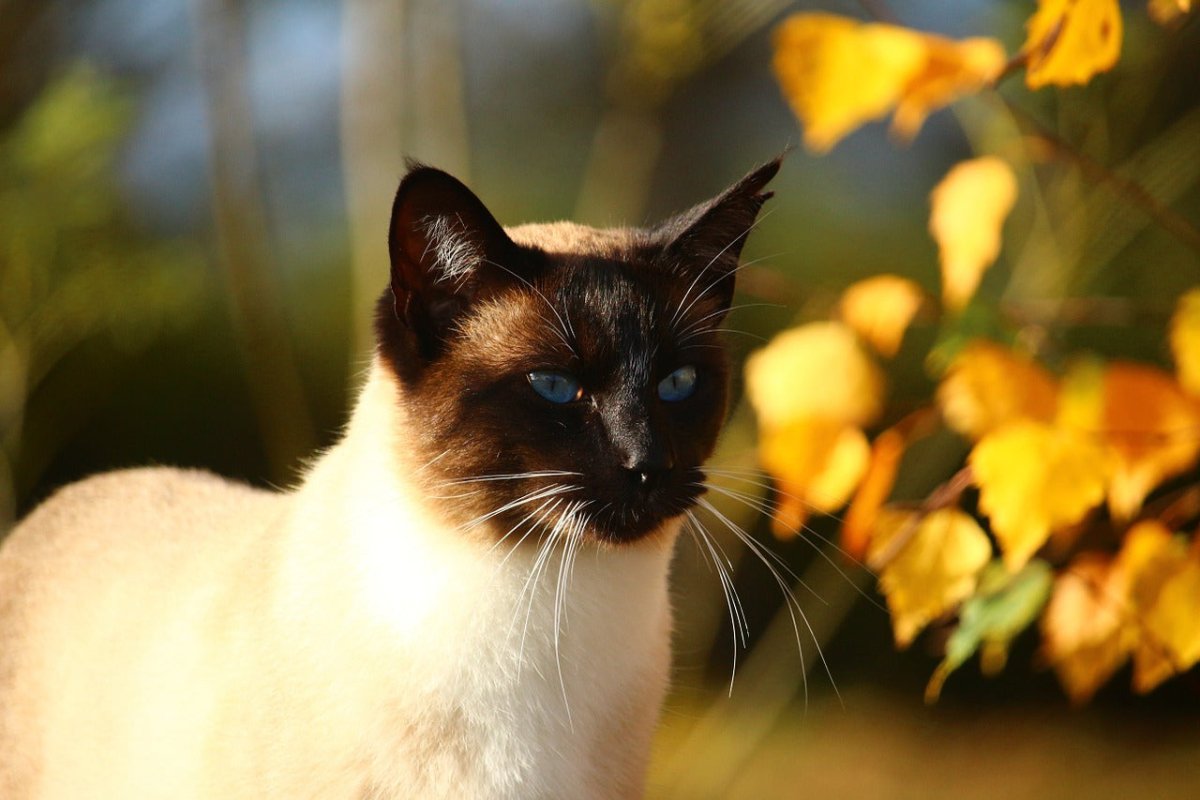 Tips for Cat Owners in Autumn - AniForte UK