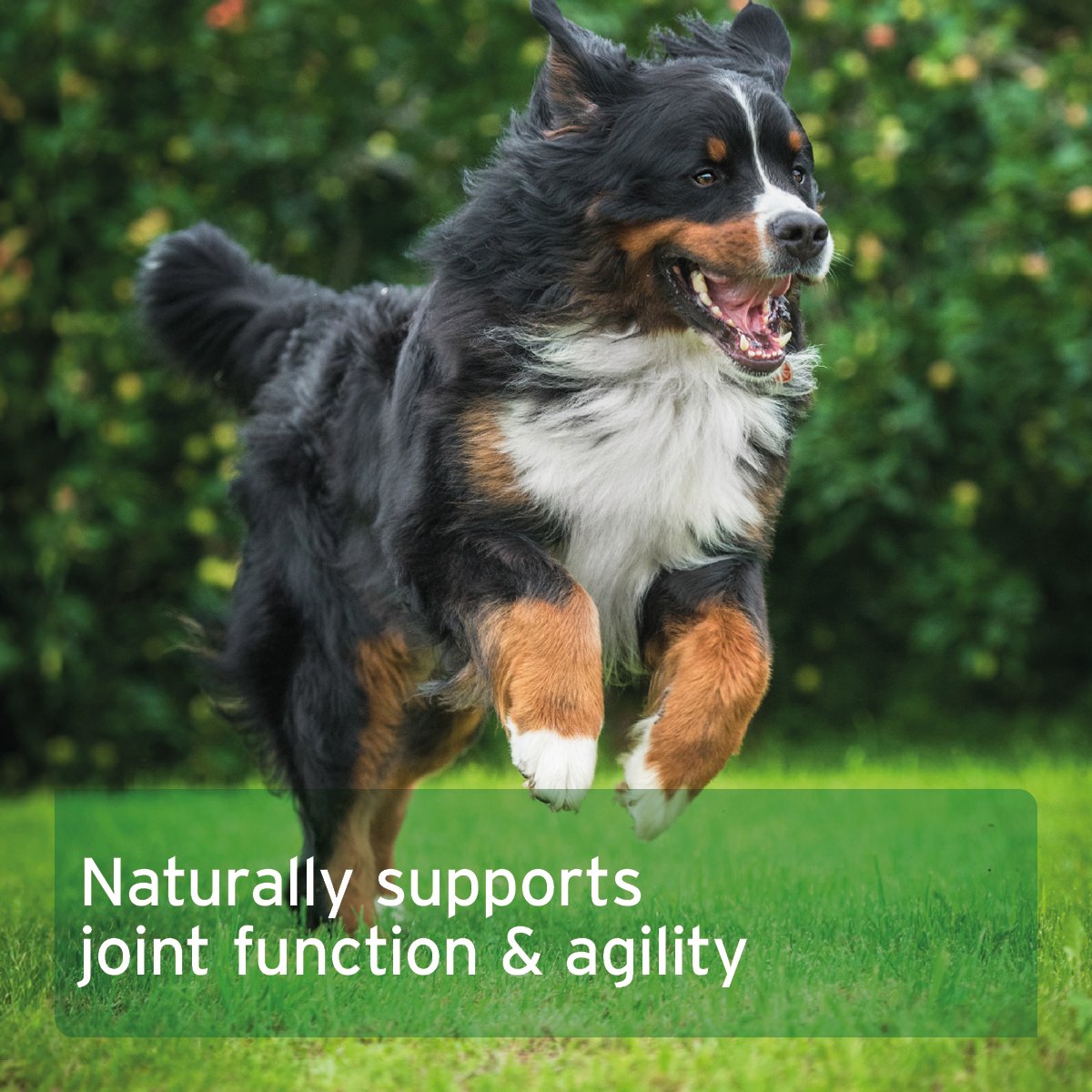 AgilityVET Joint Care Tablets for Dogs - available in two sizes - AniForte UK