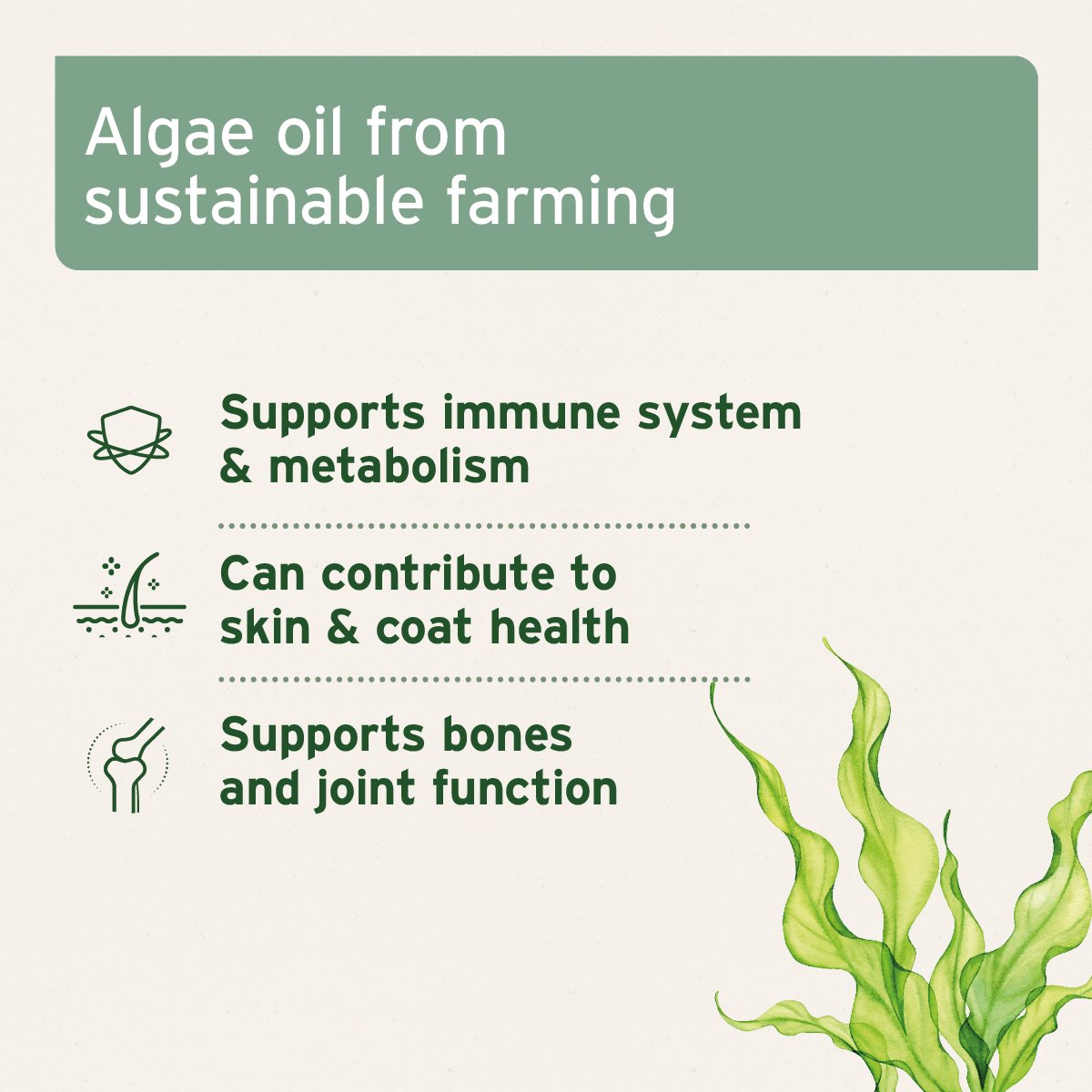 Algae Oil - AniForte UK