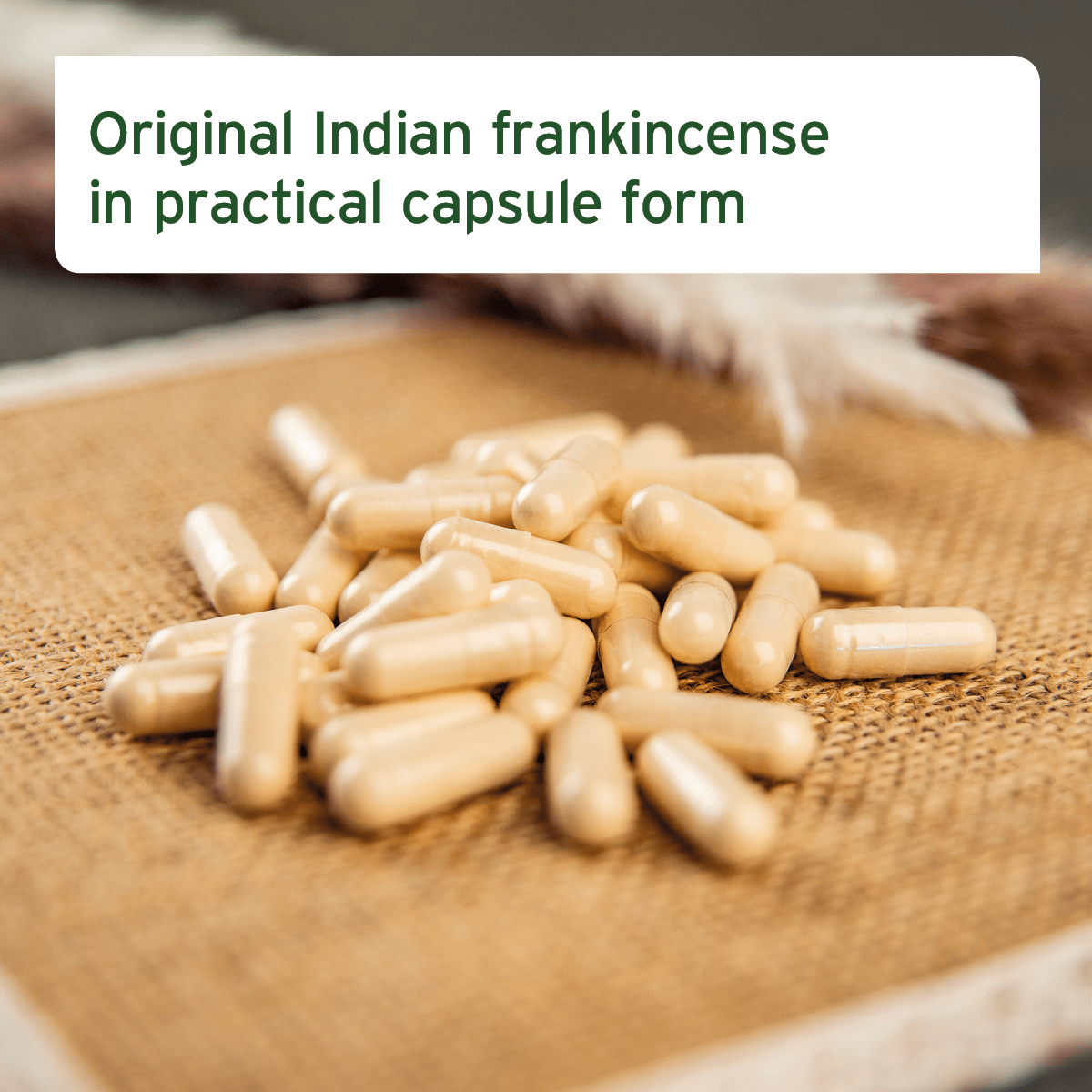 AniForte® Frankincense (Boswellia) Capsules 100pcs. - AniForte UK