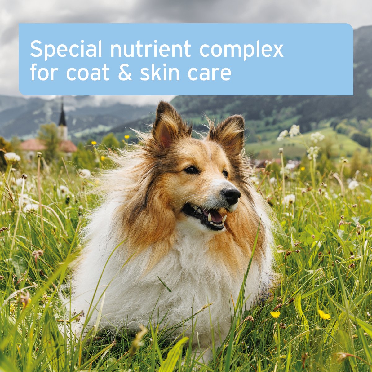 Aniforte® plus Coat & Skin - AniForte UK