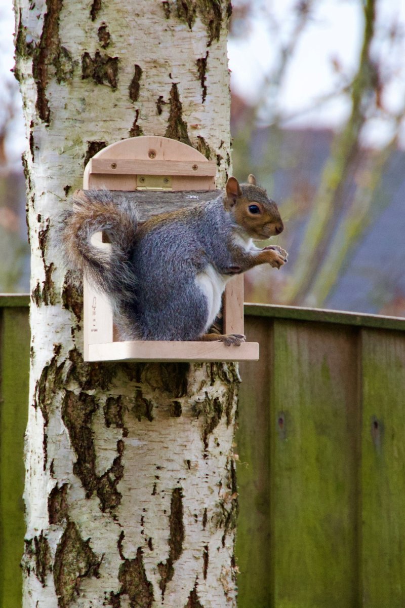 AniForte® Squirrel Feeding House + 200 g Feed - AniForte UK