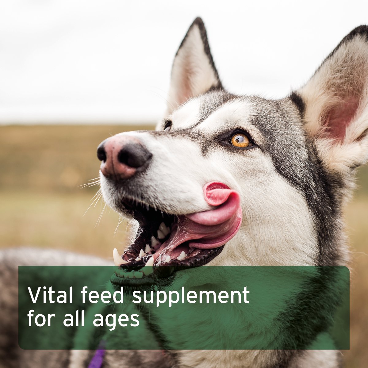 Raw Food Diet Supplement for Dogs Fruit and Veg Aniforte UK