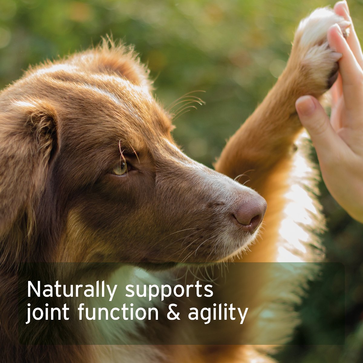 CollaMove Dog 250g - Supports Joints, Tendons, Ligaments & Cartilage - AniForte UK