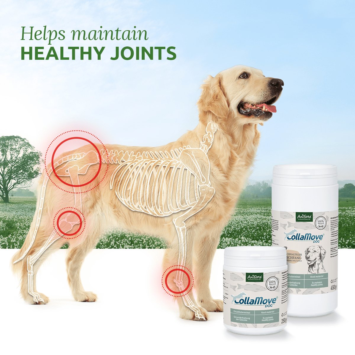 Fish collagen for dogs best sale