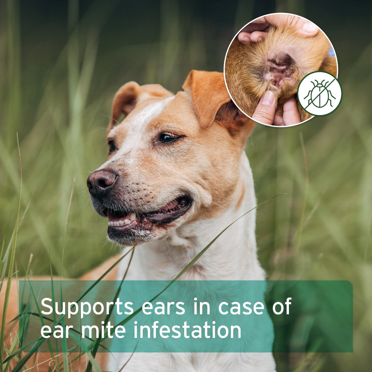 Ear Mite Treatment Oil Drops - available in two sizes - AniForte UK