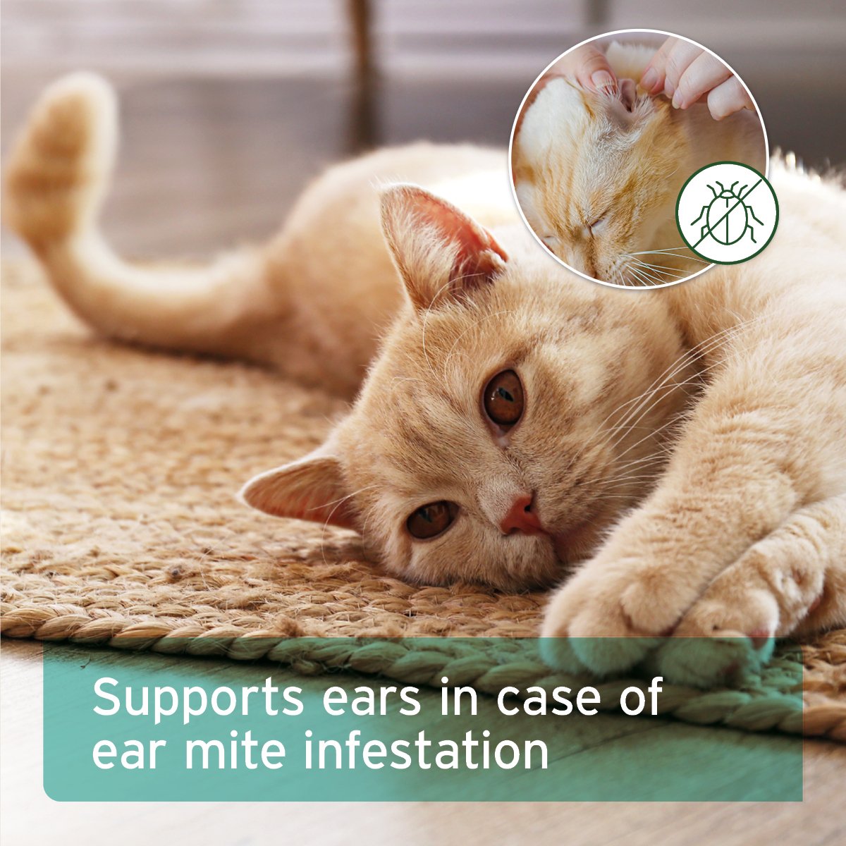 Ear Mite Treatment Oil Drops available in two sizes