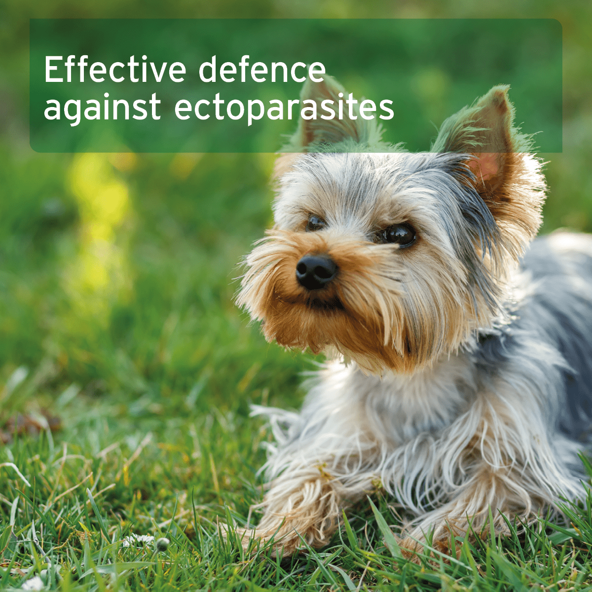 Ectoprotex Dog - 50 ml - Spot - On Tick and Flea Protection - AniForte UK