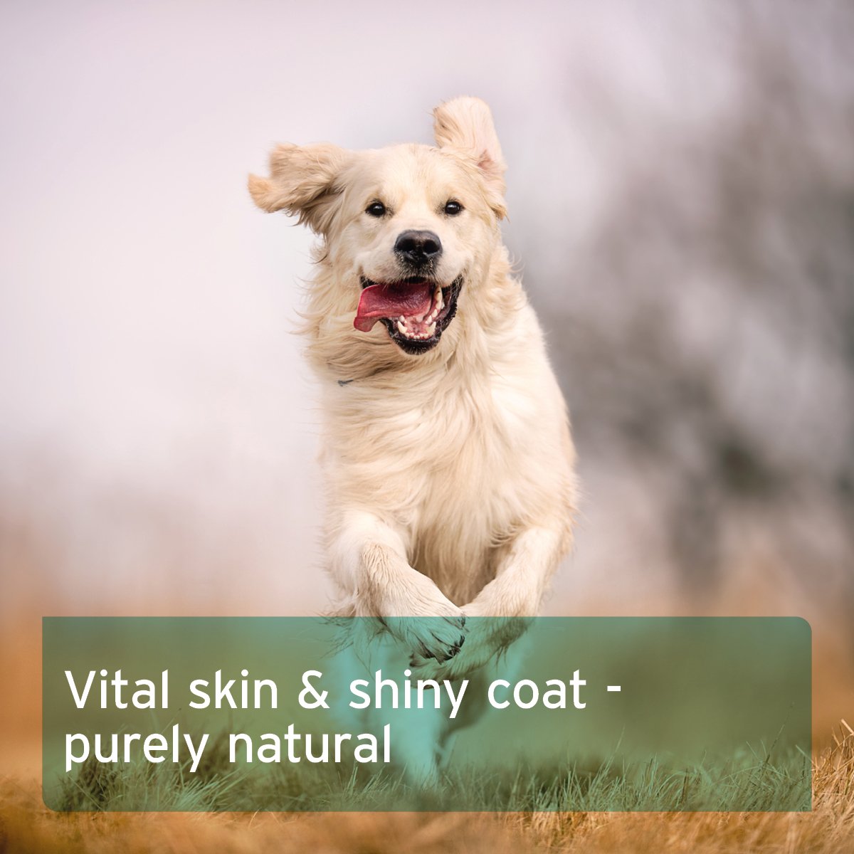 Fur Harmony Vital Powder 250g - Natural Skin & Coat Supplement - AniForte UK