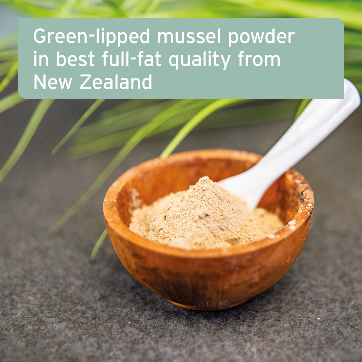 Green mussel powder for dogs best sale