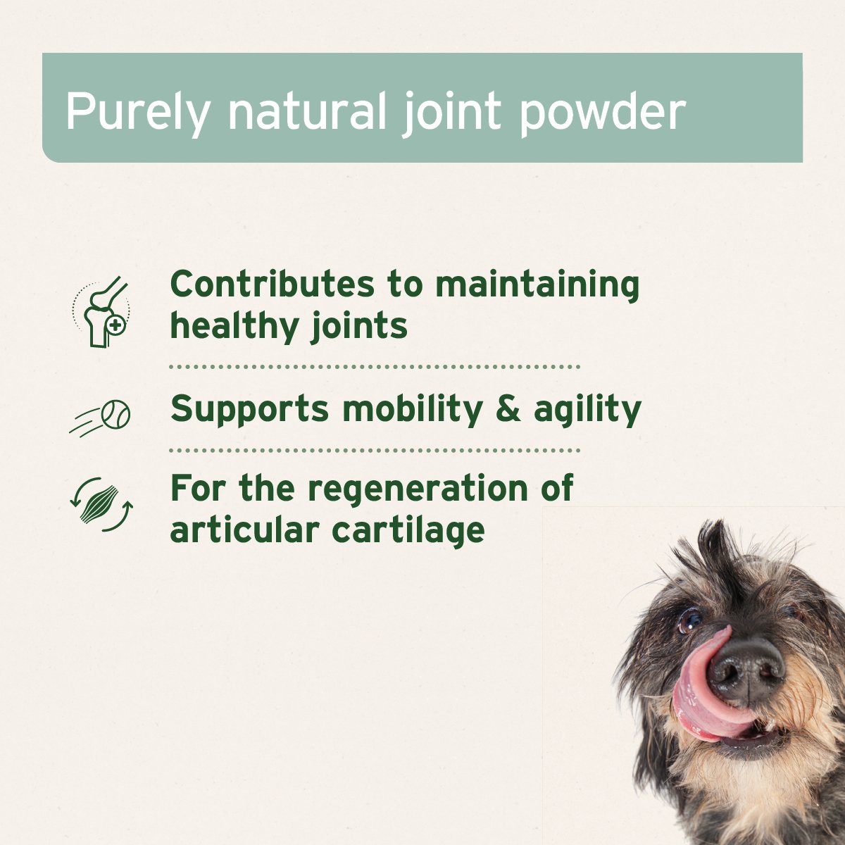 Green Lipped Mussel Powder for Dogs and Cats - Joint Support Supplement - AniForte UK