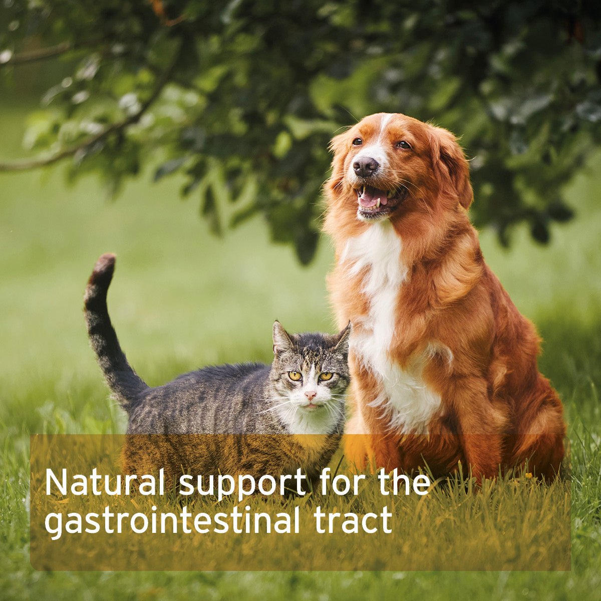 Indian Psyllium Seeds for Dogs, Cats and Horses - AniForte UK