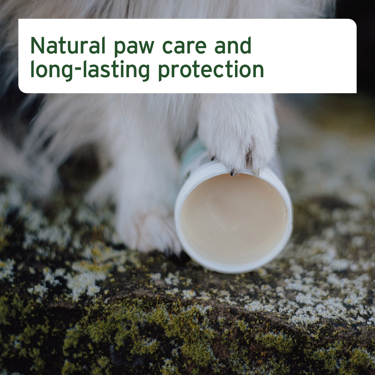 Paw Protection Balm 120ml - Nourishing Cream for Dogs & Cats - AniForte UK