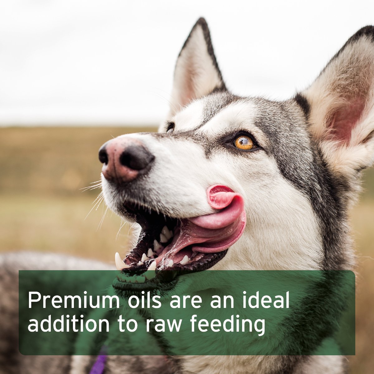 Premium Feed Oil for Dogs - available in 2 sizes - AniForte UK