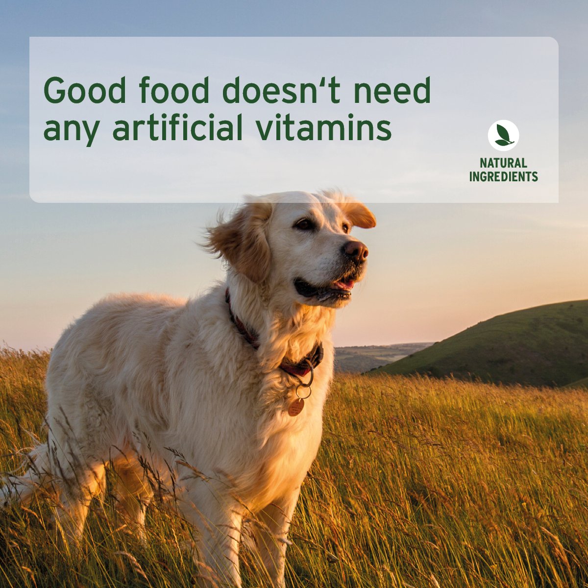 PureNature Country Beef - Wet Food for Dogs - AniForte UK