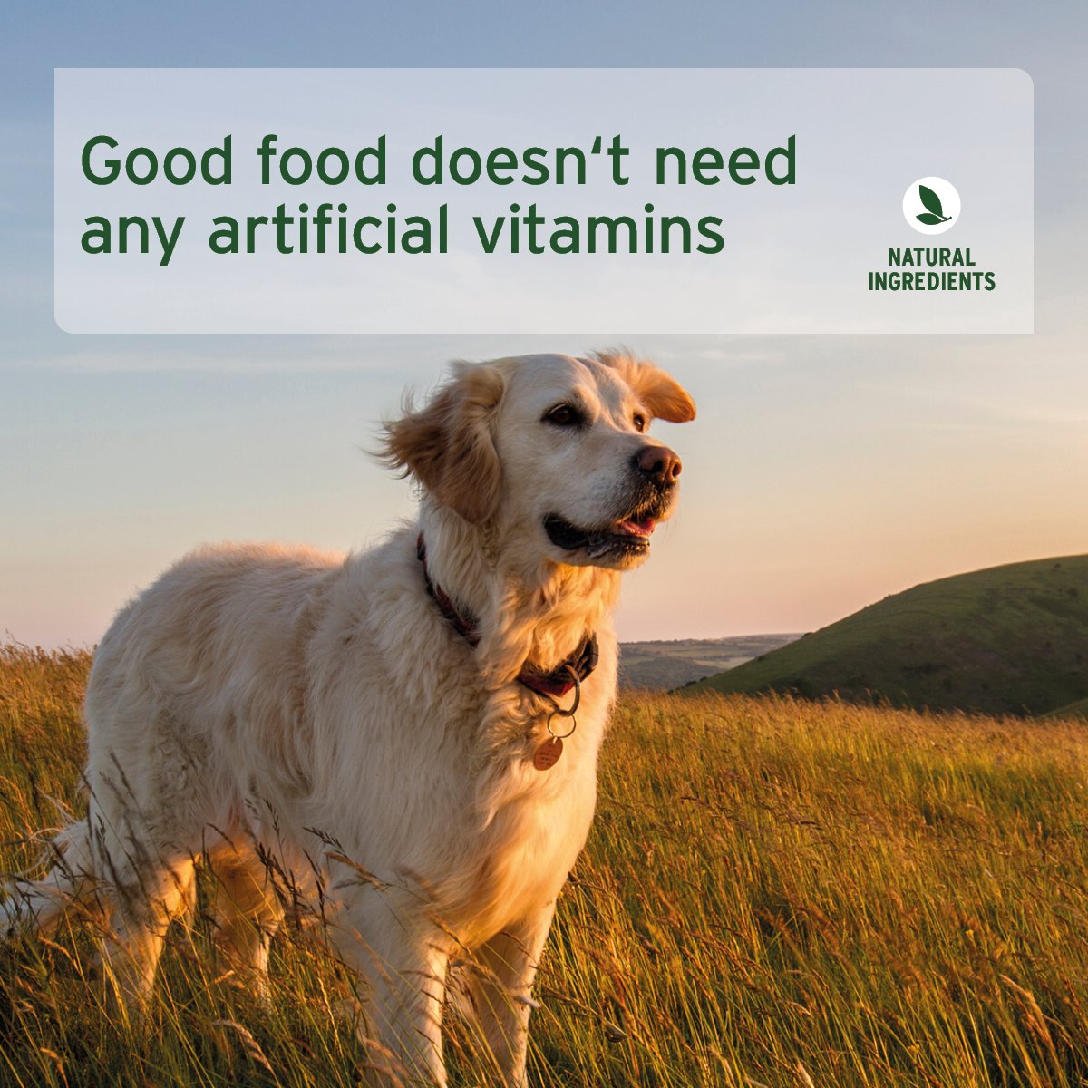 PureNature Country Chicken - Wet Food for Dogs - AniForte UK