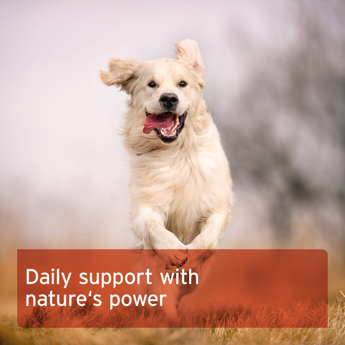 Rose Hip Powder for Dogs and Cats - AniForte UK